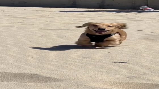 WATCH: 1st time on the beach for this Mini dachshund – MASHAHER