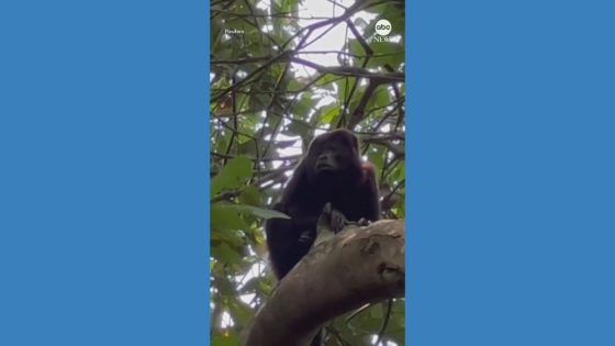 Video Howler monkeys are dying in southern Mexico amid nationwide drought and heat wave – MASHAHER