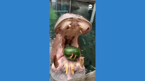 WATCH: Hippo celebrates 21st birthday at Cincinnati Zoo – MASHAHER