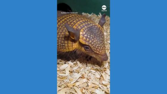 WATCH: Zoo welcomes screaming hairy armadillo pups – MASHAHER