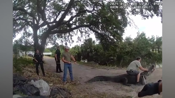 Giant alligator spotted marching along same Pinellas pathway kids take to school – MASHAHER