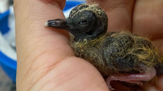 New Hope For One Of The World’s Rarest Bird Species As International Team Of Conservationists Hand-Rear Chick – MASHAHER