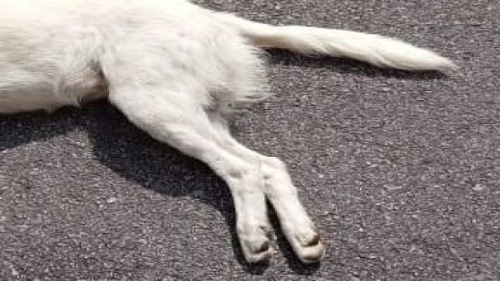 Flat residents horrified after finding 20 dogs poisoned in Seremban housing area – MASHAHER