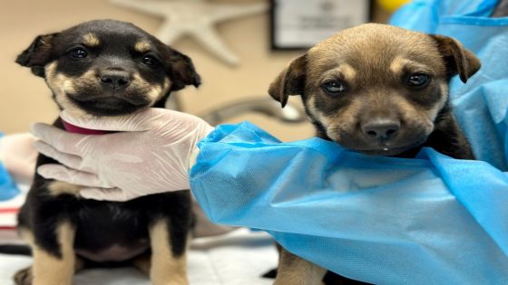 Dogs found in trash bag north of Española will soon be available for adoption – MASHAHER