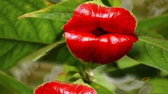 QuickCheck: Is there a plant in the world that looks like a pair of lips? – MASHAHER