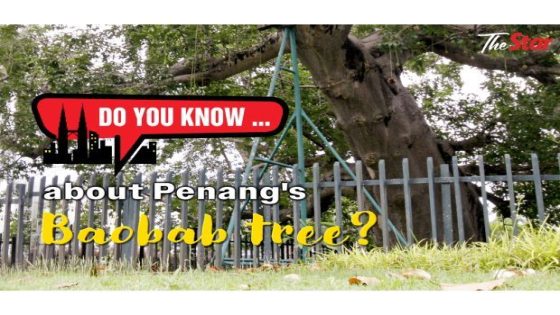 Do you know … about Penang's Baobab tree? – MASHAHER