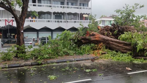 Tree falls along Jalan Macalister, Penang due to downpour – MASHAHER