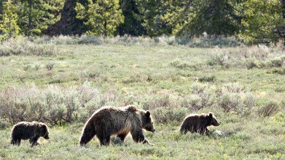 Veteran Describes Grizzly Bear Attack as ‘Most Violent’ Experience Ever – MASHAHER