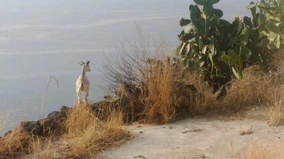 This Island Wants to Round Up Its Wild Goats. Catching Them Won’t Be Easy. – MASHAHER