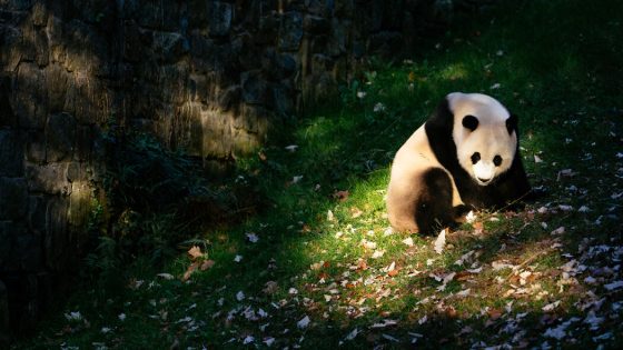 Giant Pandas Will Head to D.C.’s National Zoo From China – MASHAHER