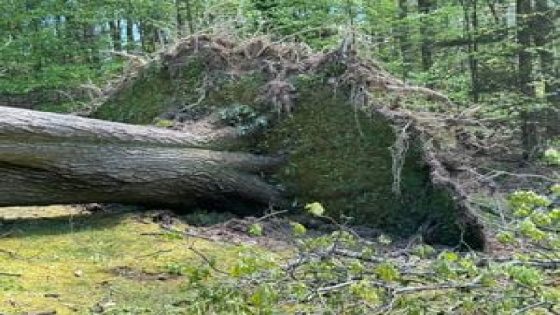 Tornado touched down in Westmoreland County, NWS says – MASHAHER