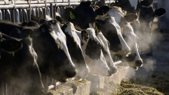 3 more Michigan dairy herds test positive for bird flu – MASHAHER