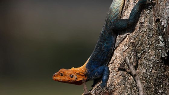 Invasive African lizard spotted moving north in Florida – MASHAHER