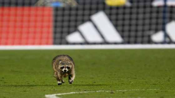 Philadelphia Union-NYCFC match interrupted by raccoon field invader – MASHAHER