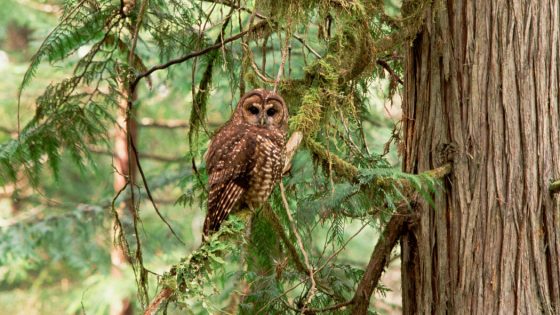 A Plan to Save One Kind of Owl Calls for Killing Another – MASHAHER