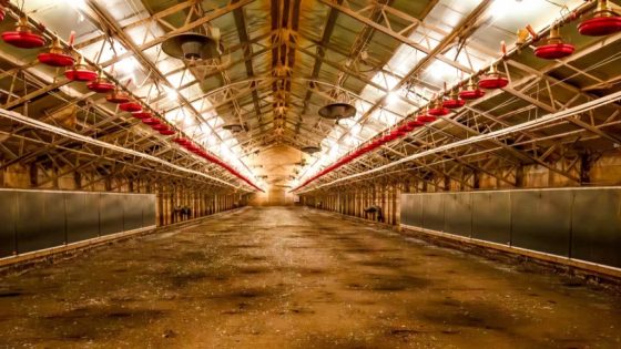 Chicken farmers stuck with uncertainty, massive loans in wake of Tyson Foods closures – MASHAHER