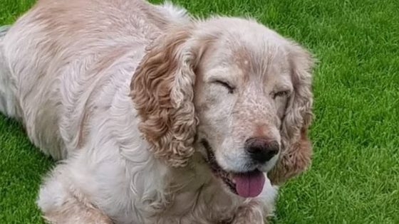 Councillor’s dog to be destroyed after attack on cocker spaniel – MASHAHER