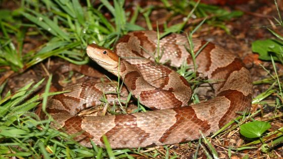 What to know about rattlesnakes, copperheads, more – MASHAHER