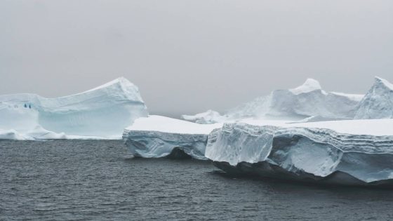 Songs heard in Antarctic waters suggest endangered creatures are thriving, study says – MASHAHER