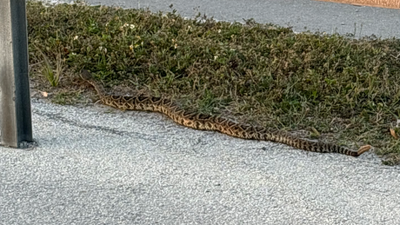 ‘Big’ rattlesnake caught ‘hanging out’ on Dunedin Causeway – MASHAHER