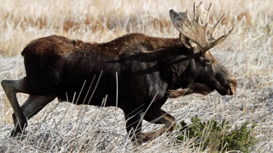 Hikers mob moose for selfies at Yellowstone National Park – it doesn’t go well – MASHAHER