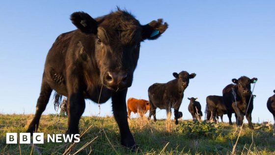 'Mad cow disease' case found on farm in Scotland – MASHAHER