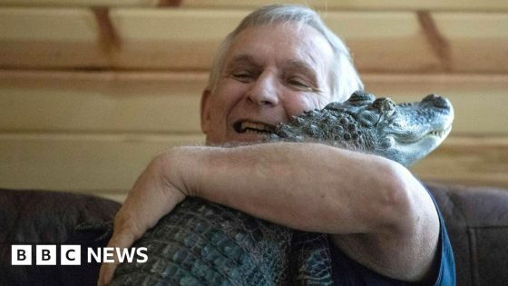 Emotional support alligator taken and released in swamp – MASHAHER