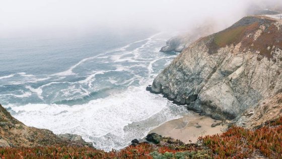 Massive sea creatures breach off California, video shows. ‘I truly will never forget’ – MASHAHER