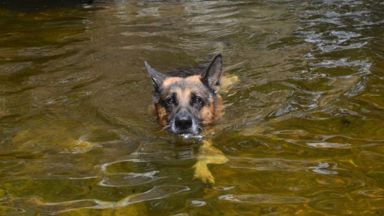 Dramatic Video Shows Man’s Efforts to Save Dog From the Hudson River – MASHAHER