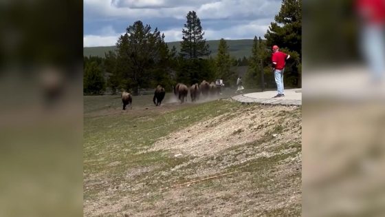 Video captures herd of bison charging tourists in Yellowstone – MASHAHER