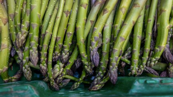 Fast-growing asparagus once flourished on California farms. Why is it disappearing? – MASHAHER