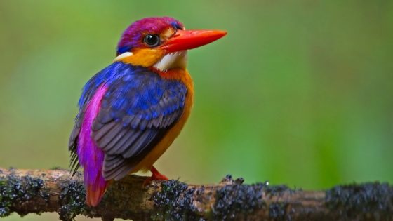 32 of the most colorful birds on Earth – MASHAHER