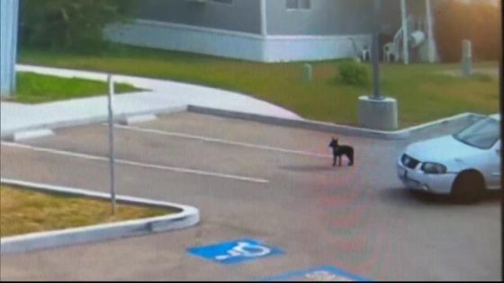 Good Samaritan Rescues Puppy Abandoned in Parking Lot – MASHAHER