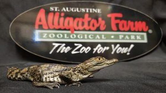 St. Augustine Alligator Farm celebrates 131st anniversary – MASHAHER