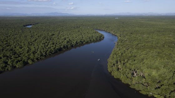 Rio de Janeiro bay reforestation shows mangroves’ power to mitigate climate disasters – MASHAHER