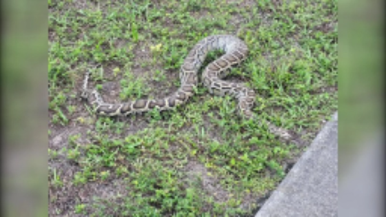 Burmese pythons are slithering farther north. Could the snakes make Tampa home? – MASHAHER