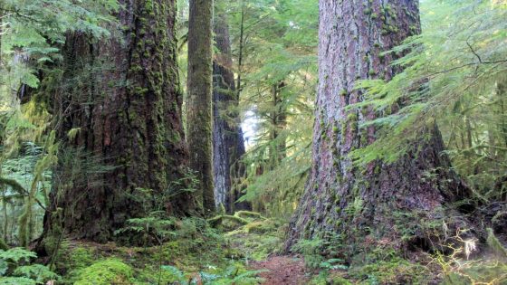 Valley of the Giants, home to some of Oregon’s largest trees, closed by huge debris flow – MASHAHER