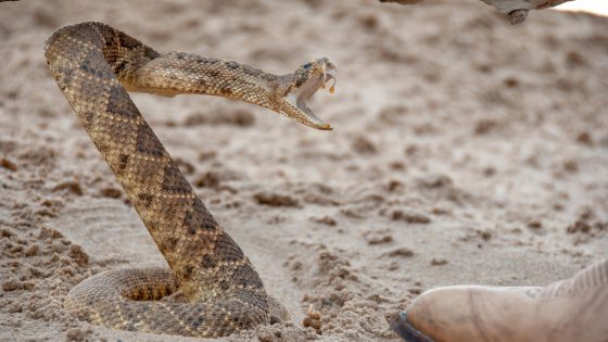 California hiker bitten by rattlesnake on popular trail – MASHAHER