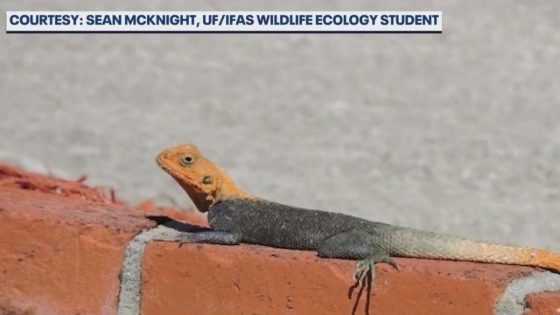 Invasive lizard from Africa settling into parts of Central Florida – MASHAHER