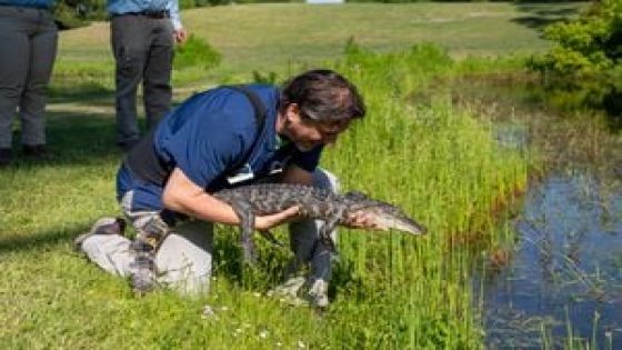 Jekyll Island gator ‘Captain Hook’ rescued after being hit by car is released back into the wild – MASHAHER