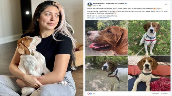 Dog owner who paid for sick pup to be put down shocked to find he’s now healthy — and up for adoption – MASHAHER