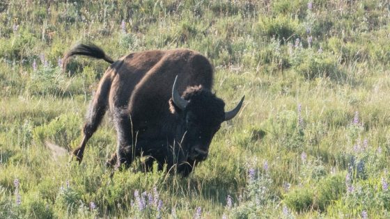 Tourist takes carelessness to another level, squatting on the ground for photos with bison at Yellowstone National Park – MASHAHER