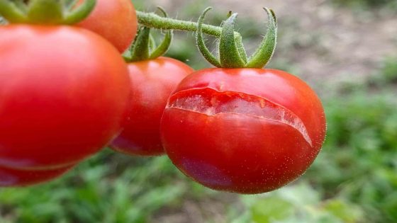 Should You Eat a Split Tomato? Here’s What the Experts Say – MASHAHER