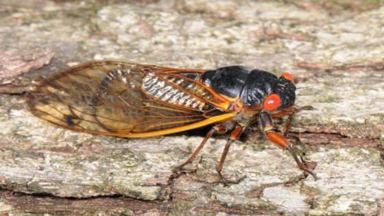 No drone of cicadas where you live? Here is where Brood XIX is emerging in NC – MASHAHER