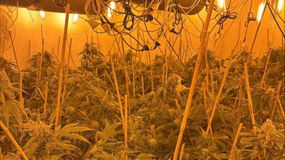 Three men charged after multiple cannabis growing rooms discovered inside Baldivis & Waikiki homes – MASHAHER