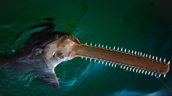 In the mystery of Florida’s bizarre spinning fish, a leading suspect has emerged – MASHAHER