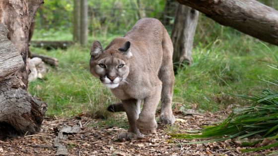 Northern California deputies search for mountain lion after second sighting – MASHAHER