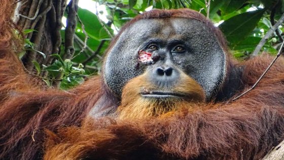 In a first, an orangutan was seen treating his wound with a medicinal plant – MASHAHER