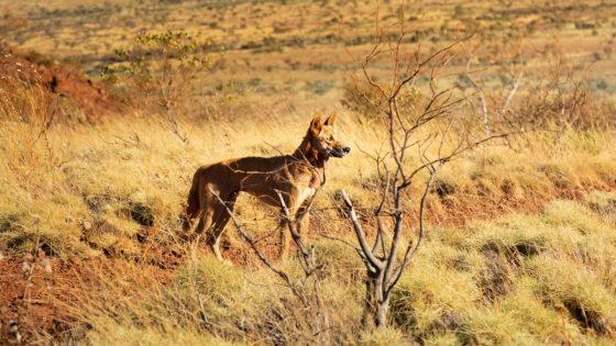 New Wild Dog Action Plan to protect WA livestock released for consultation – MASHAHER