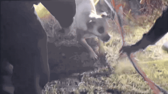 Dog Rescued From Cliff Edge in San Francisco After Spat with Raccoon – MASHAHER